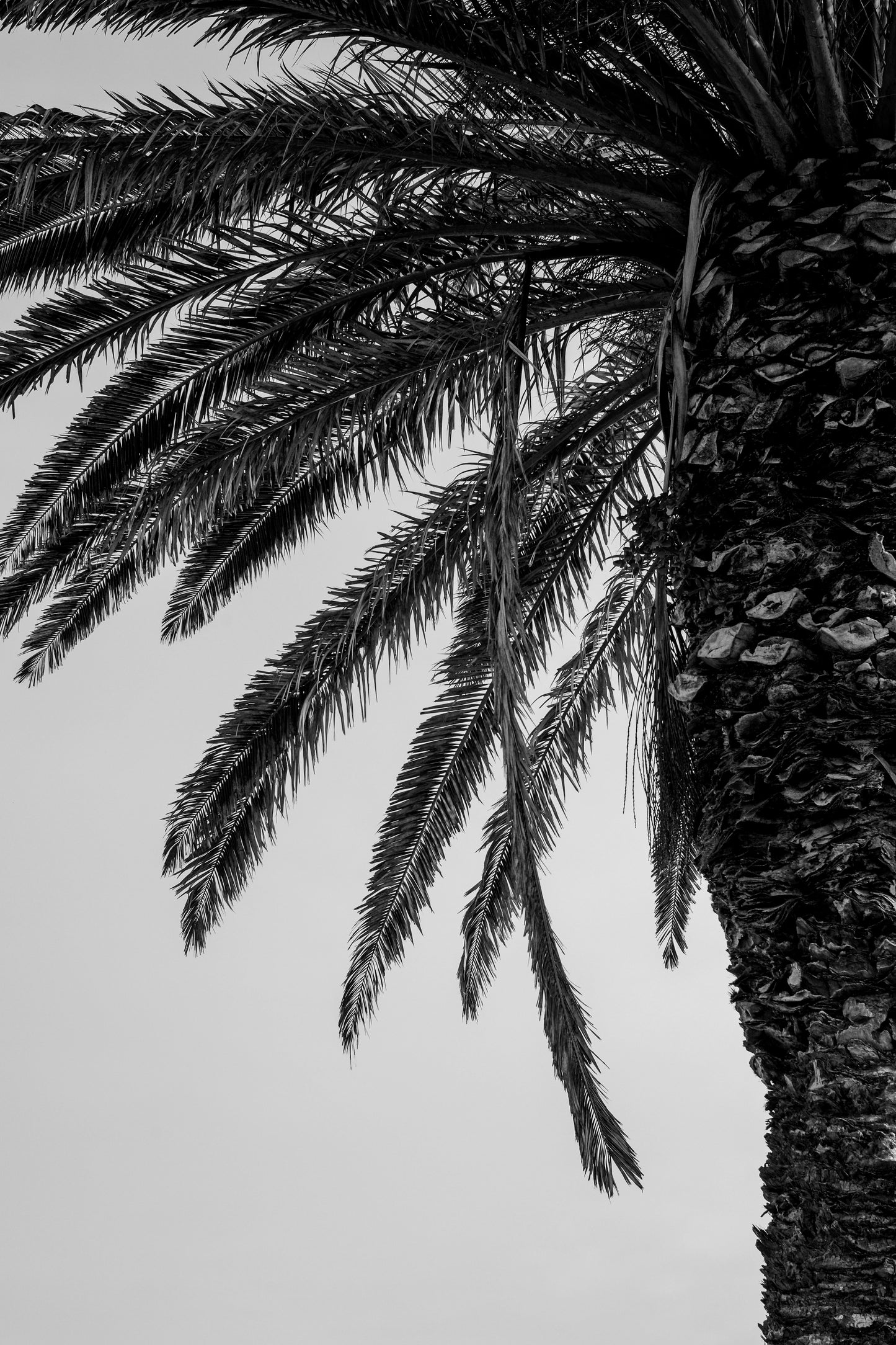 Palm Tree Detail