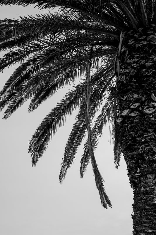 Palm Tree Detail